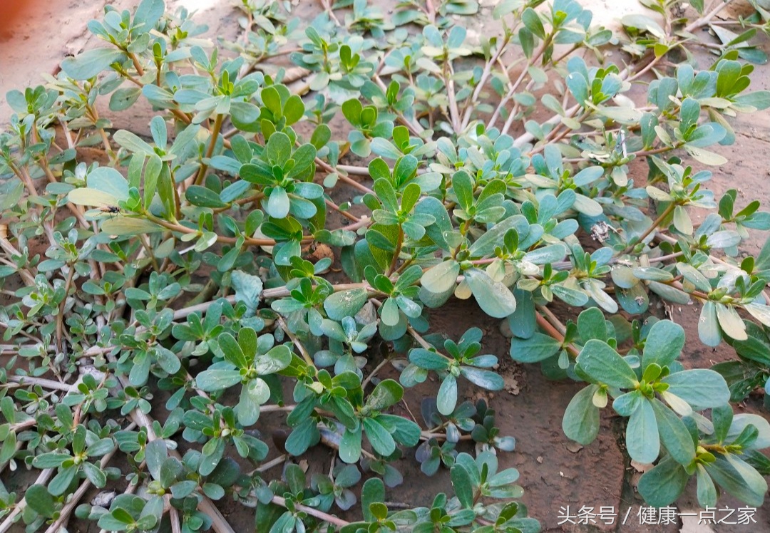痛风患者能否吃马齿苋,吃马齿苋菜对痛风有好处吗
