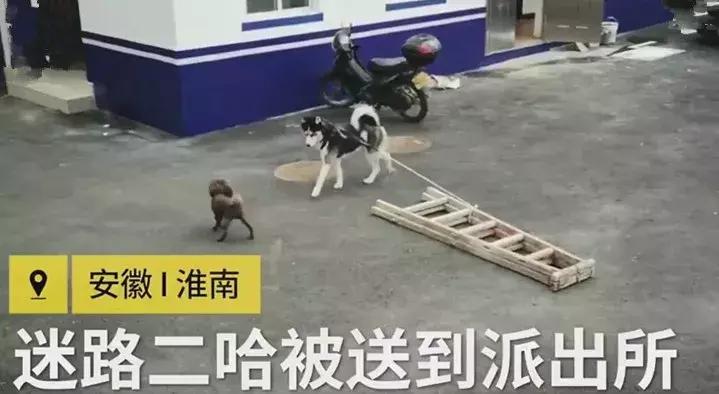 哈士奇被带到警局,哈士奇被猫教训回家后被主人教育