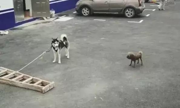 哈士奇被带到警局,哈士奇被猫教训回家后被主人教育