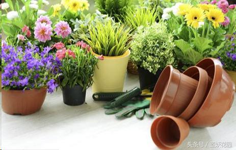 三角梅换盆花蔫了怎么办,养花换下的土怎么处理再用