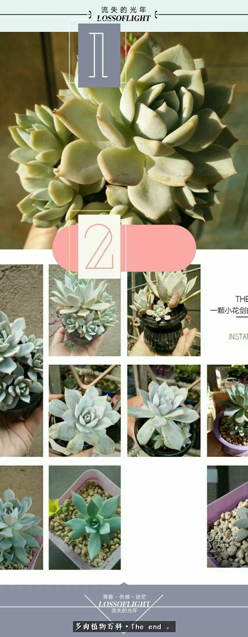 宝宝养多肉,养多肉宝妈