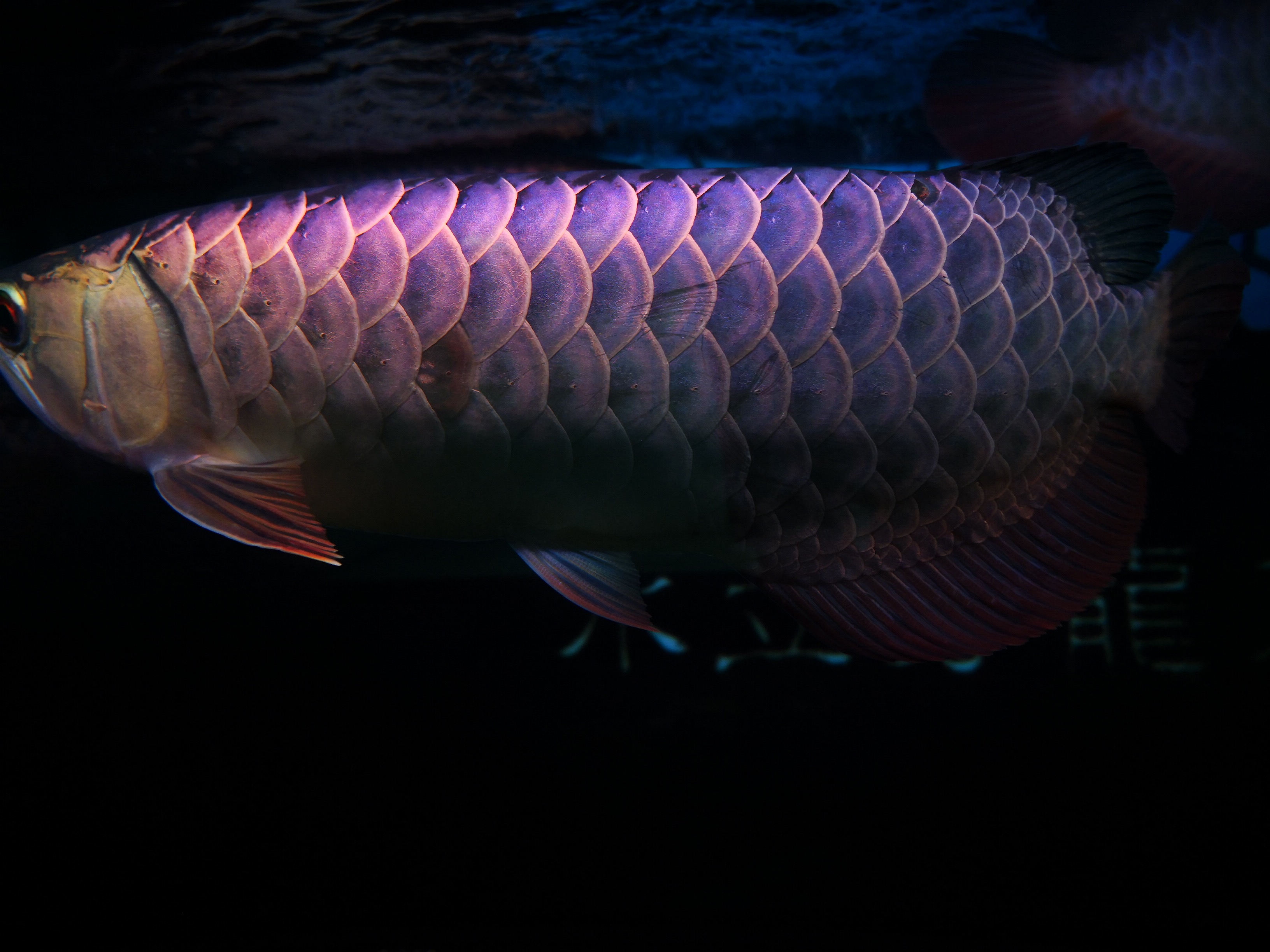 如何挑好的金龙,如何挑选金龙的好坏