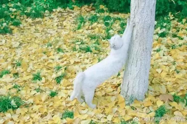 陕西高校｜来到陕师大，一起做最亮的闪star吧！