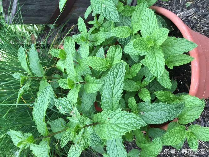 养薄荷能驱小飞虫吗,养薄荷可以防老鼠吗