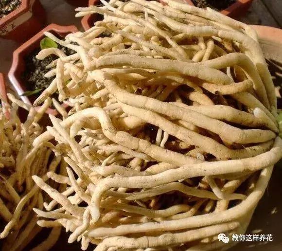 养了整整十年的君子兰终于开花了,养了一堆君子兰