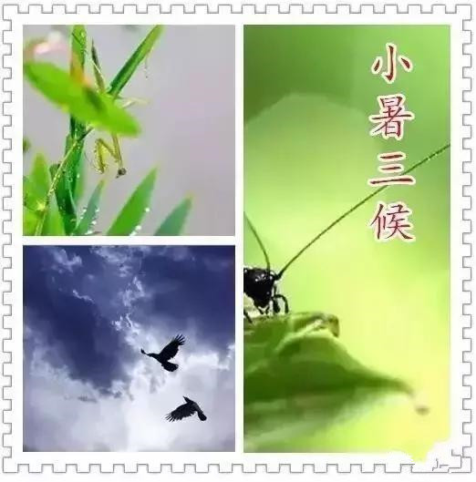 小暑快乐大家早上好,小暑快乐图