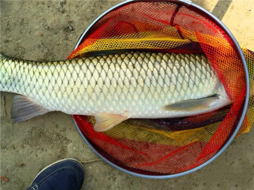 打窝太多会怎么样,打窝臭底