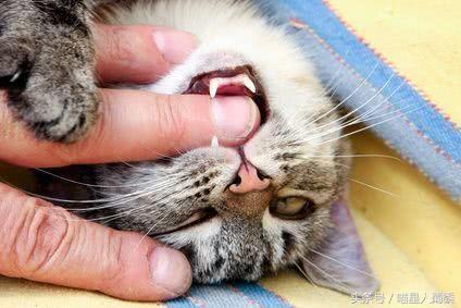 宠物猫不小心咬到主人表情萌翻了,猫咪咬到主人的手猫咪伤心的表情