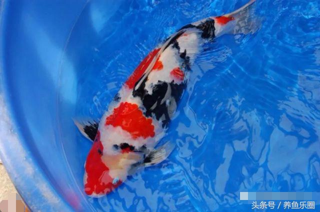 锦鲤怕光怎么解决,锦鲤喂食过多拒食