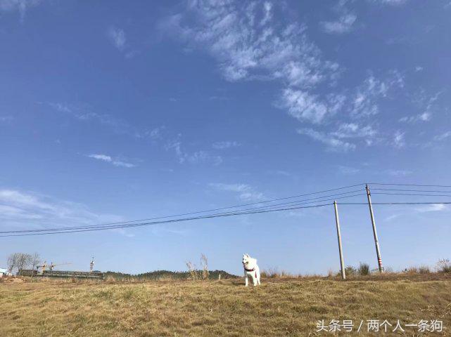 萨摩耶真的智商很低吗,萨摩耶犬智商是大型犬吗