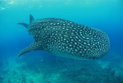 东南亚人少景美海岛,不想去人多的地方可以去哪玩