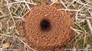 最有意思的行军蚁,行军蚁雄蚁怎么形成的