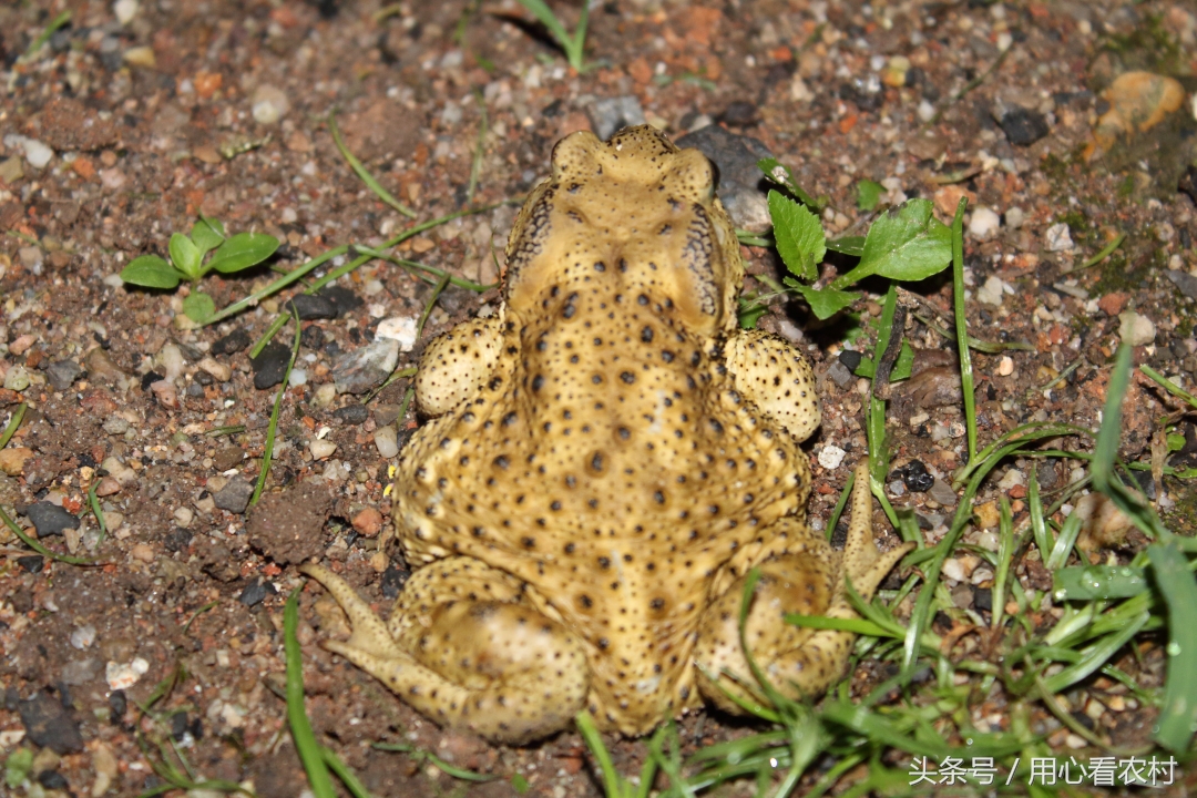 农村垃圾遍地都是怎么回事,农村遍地都是的东西