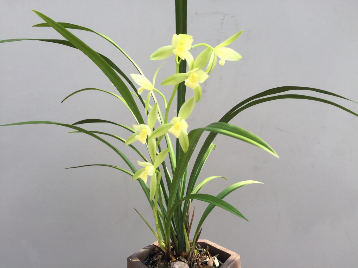 精品玉兰的品种及图片,国兰花朵不艳丽但香气清雅