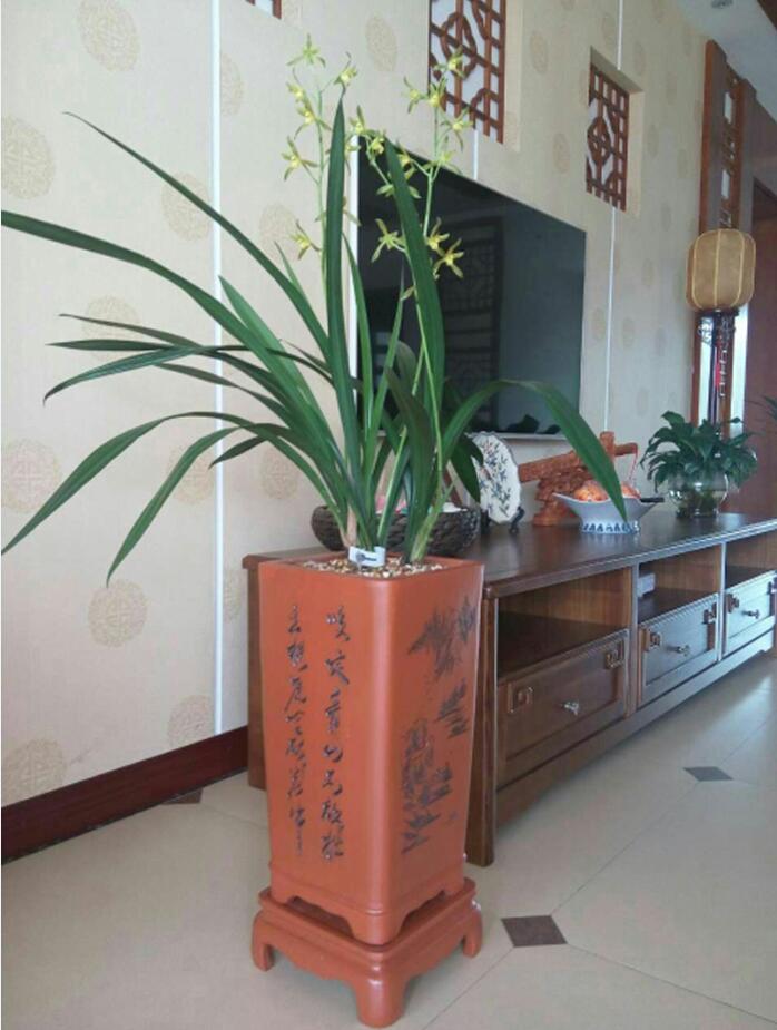 兰花品种大全及鉴别,红双喜兰花属于什么品种的兰花