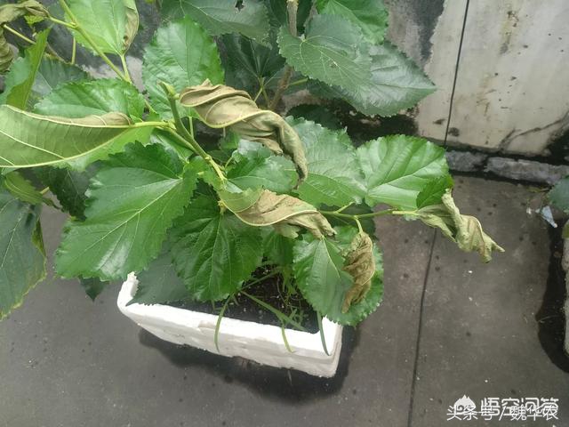 桑葚叶片常见病害,桑葚叶子枯黄怎么办