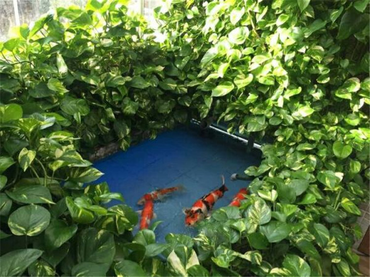 水养绿萝可以养小虾吗,室内养鱼能养绿萝吗