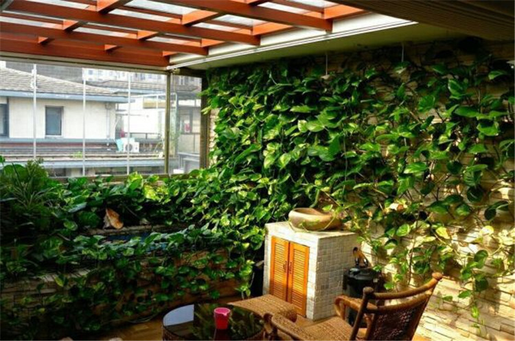 水养绿萝可以养小虾吗,室内养鱼能养绿萝吗