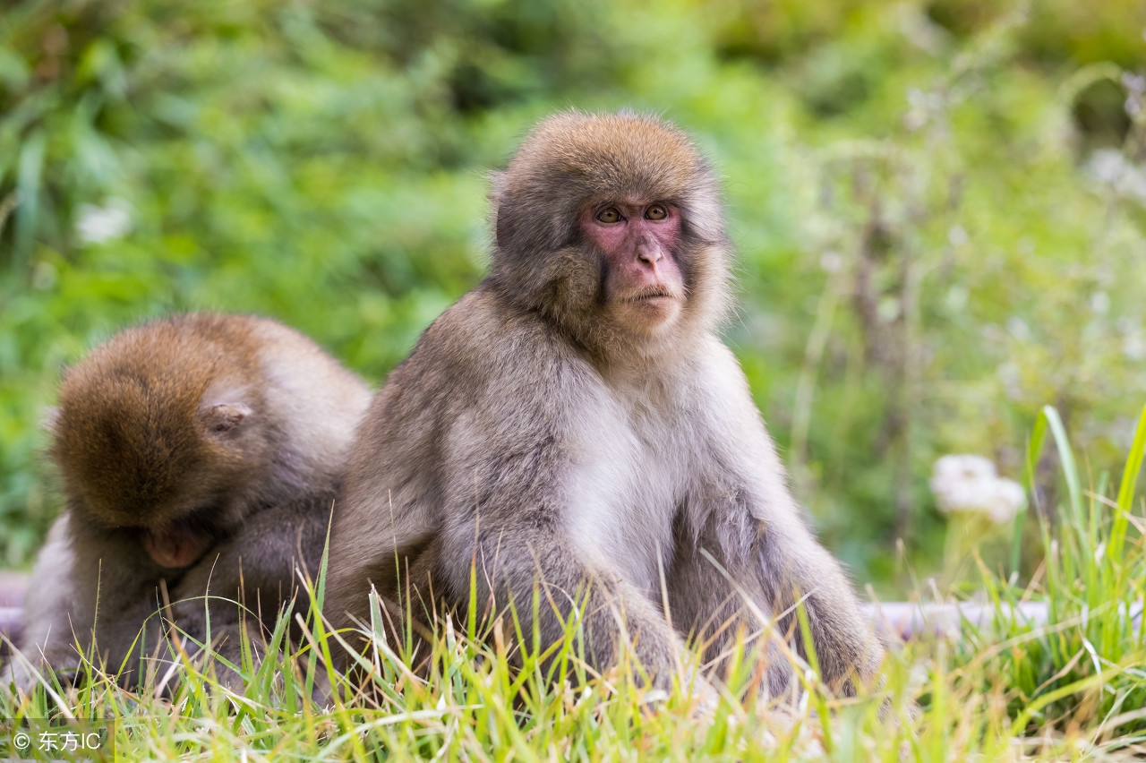 生肖猴的人明天运势如何,十二生肖猴在今年的运势