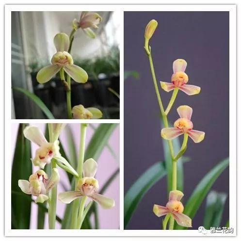 兰花鉴赏全部,兰花建兰八大名品介绍