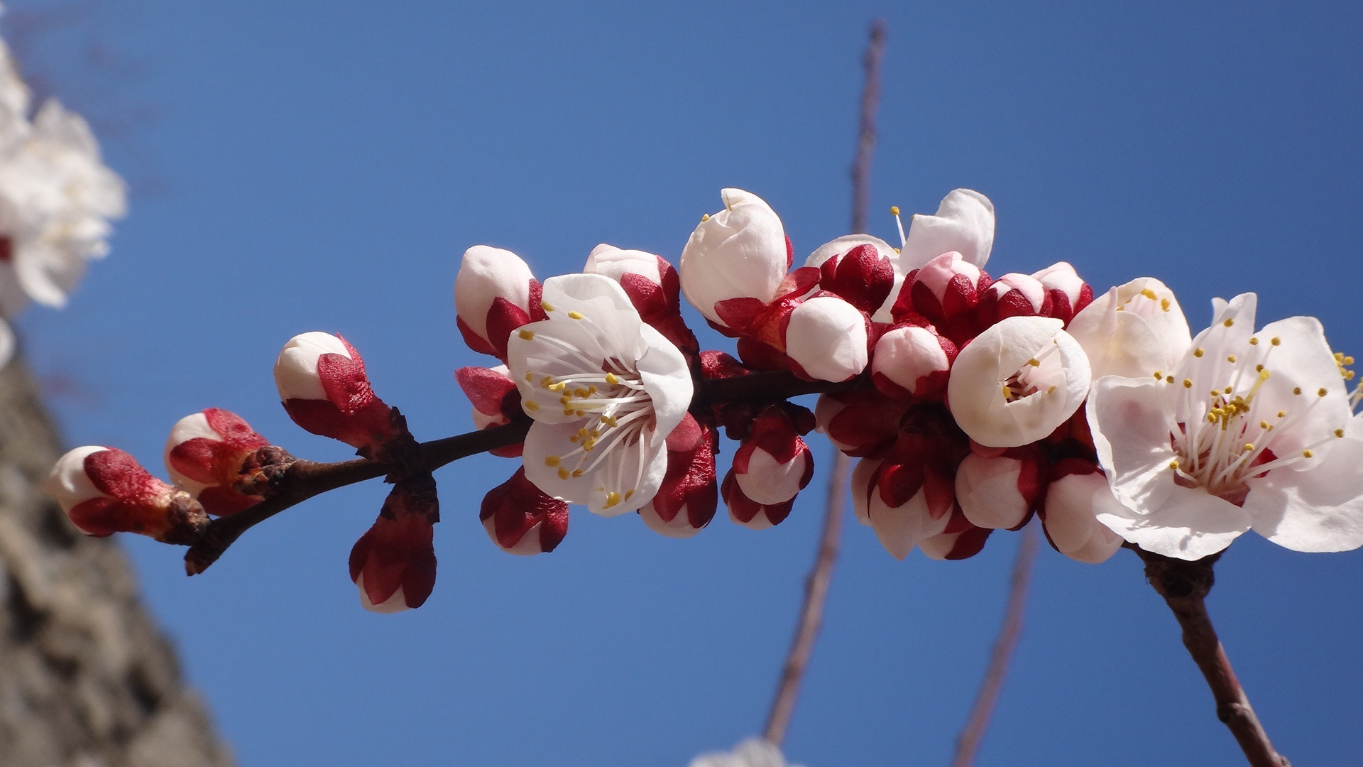 梅兰竹菊四君子你最喜欢哪种,梅兰竹菊四君子对应的花