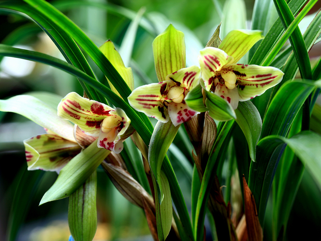 梅兰竹菊四君子你最喜欢哪种,梅兰竹菊四君子对应的花