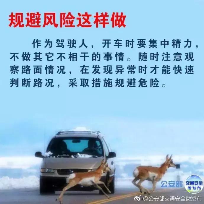 开车在路上遇到小动物怎么办,高速遇到小动物