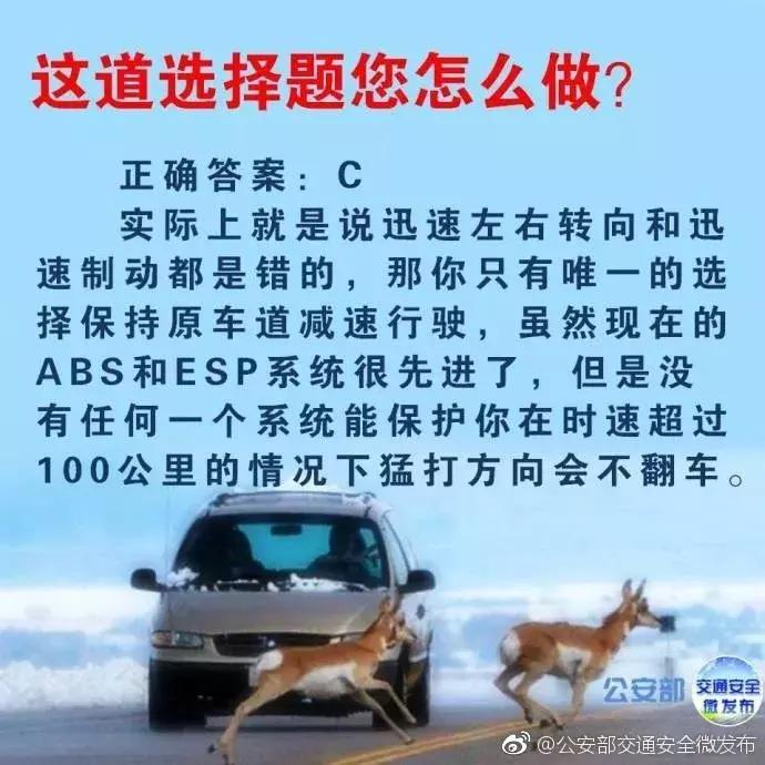 开车在路上遇到小动物怎么办,高速遇到小动物