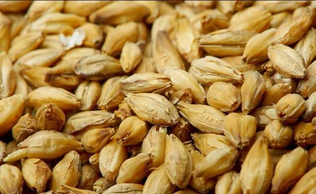 2种植物磨碎泡水喝，不到10天，转氨酶降光光，扼制肝炎转肝癌