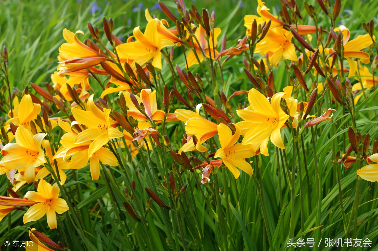 中药药材浪漫的名字,蕴含极致浪漫的中药名字