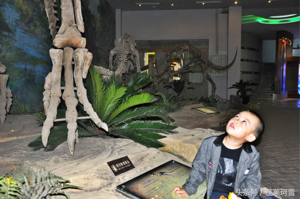 自贡恐龙博物馆展示是真恐龙吗,自贡恐龙博物馆可以现场购票吗