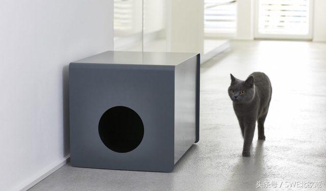 撸猫真的太快乐了,撸猫算是成功了吧