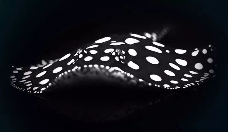 魟鱼入缸不开口,搞懂魟鱼入缸的所有事项