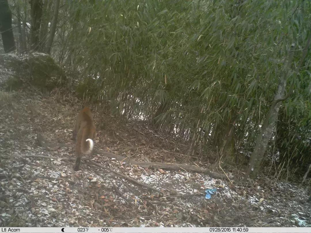 面对尸体，在野外这些野生动物会有什么反应