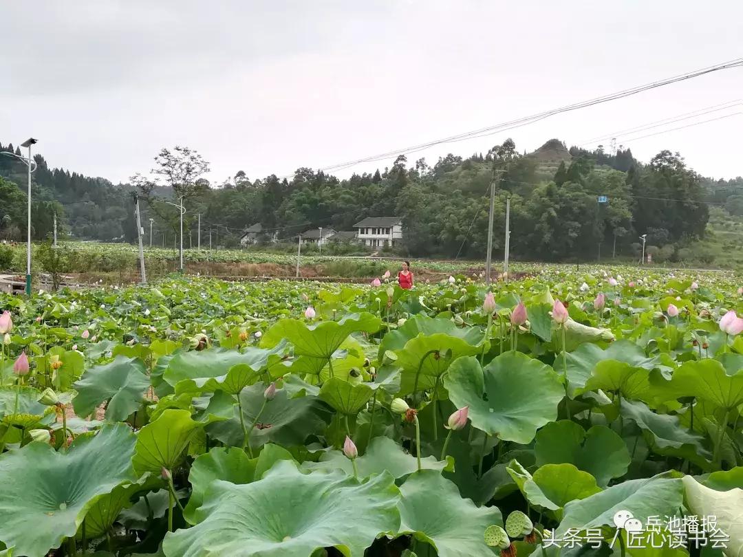 荷花节广安,岳池白庙荷花基地