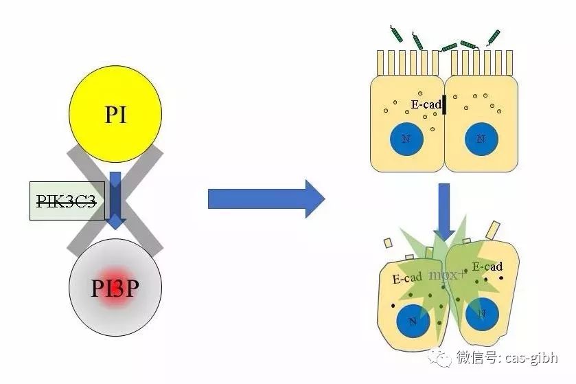 pick斑马鱼！科学家在它身上构建出一种肠道炎症模型