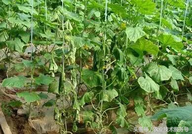 连续下雨黄瓜死苗怎么办,黄瓜遇连阴雨天一直要死秧怎么办