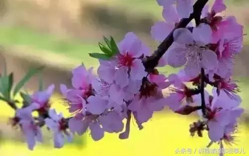 美极了樱花盛开图片,中国各市的市花大全