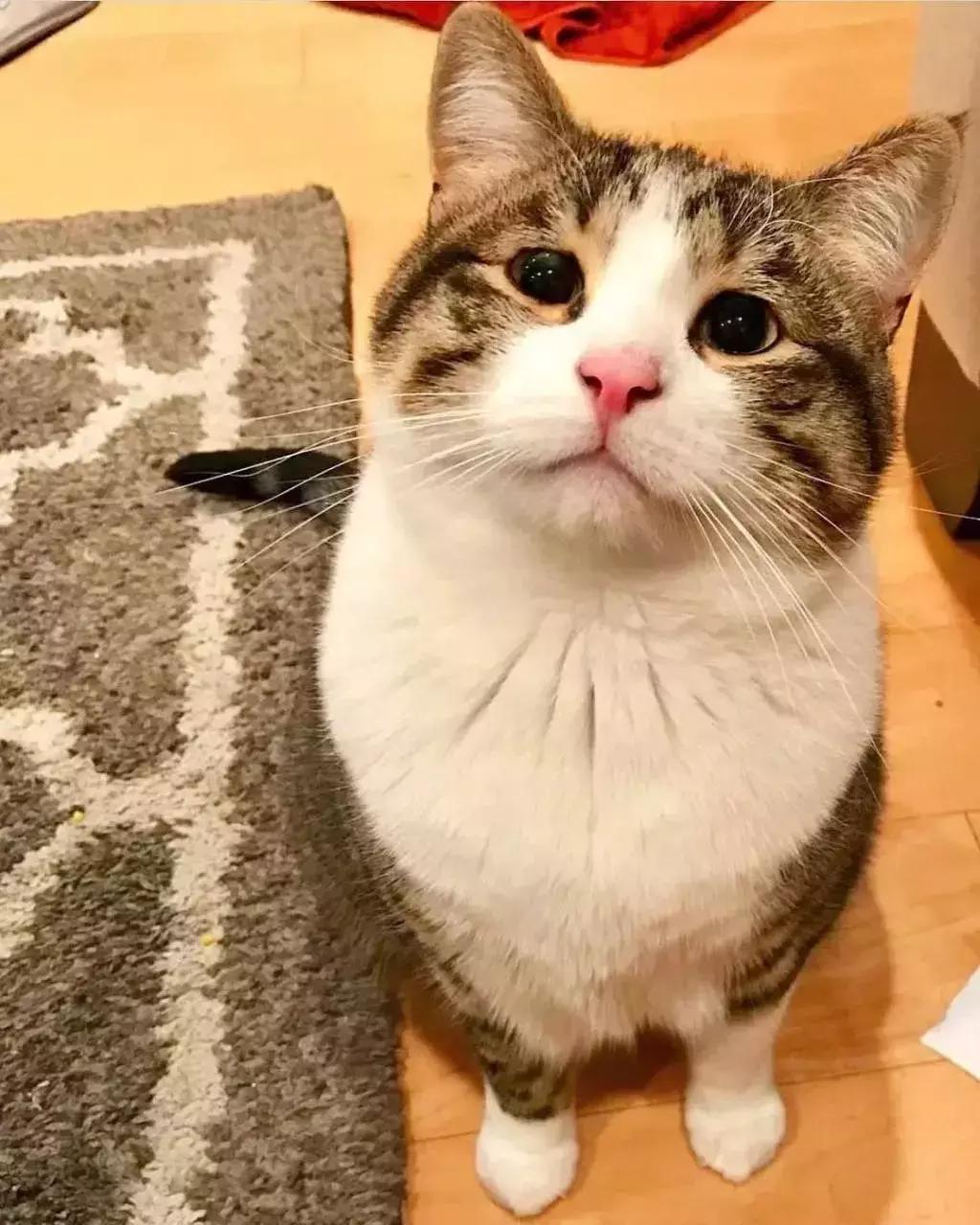 八字眉三角眼短命相,天生眉眼下垂