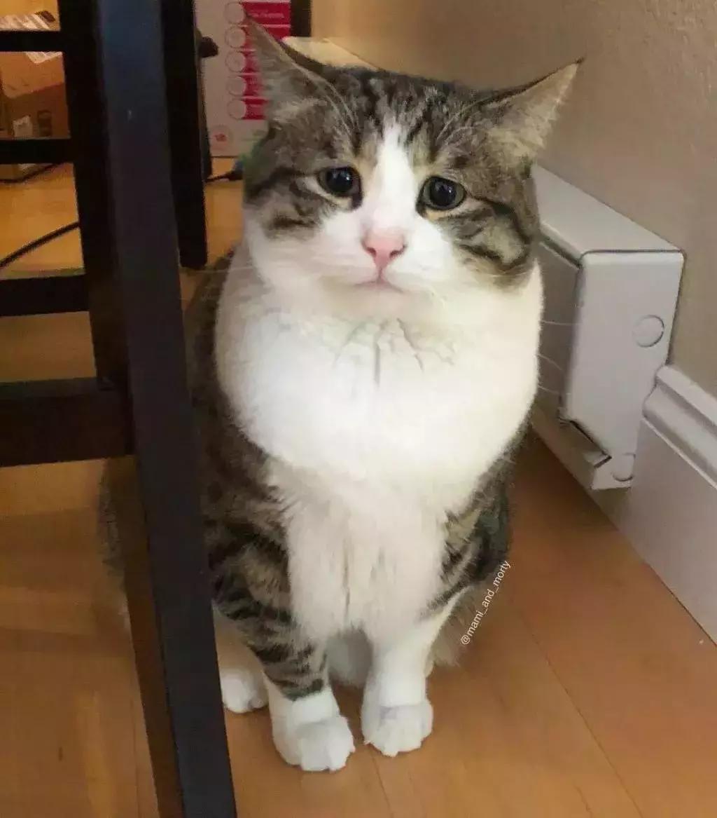 八字眉三角眼短命相,天生眉眼下垂