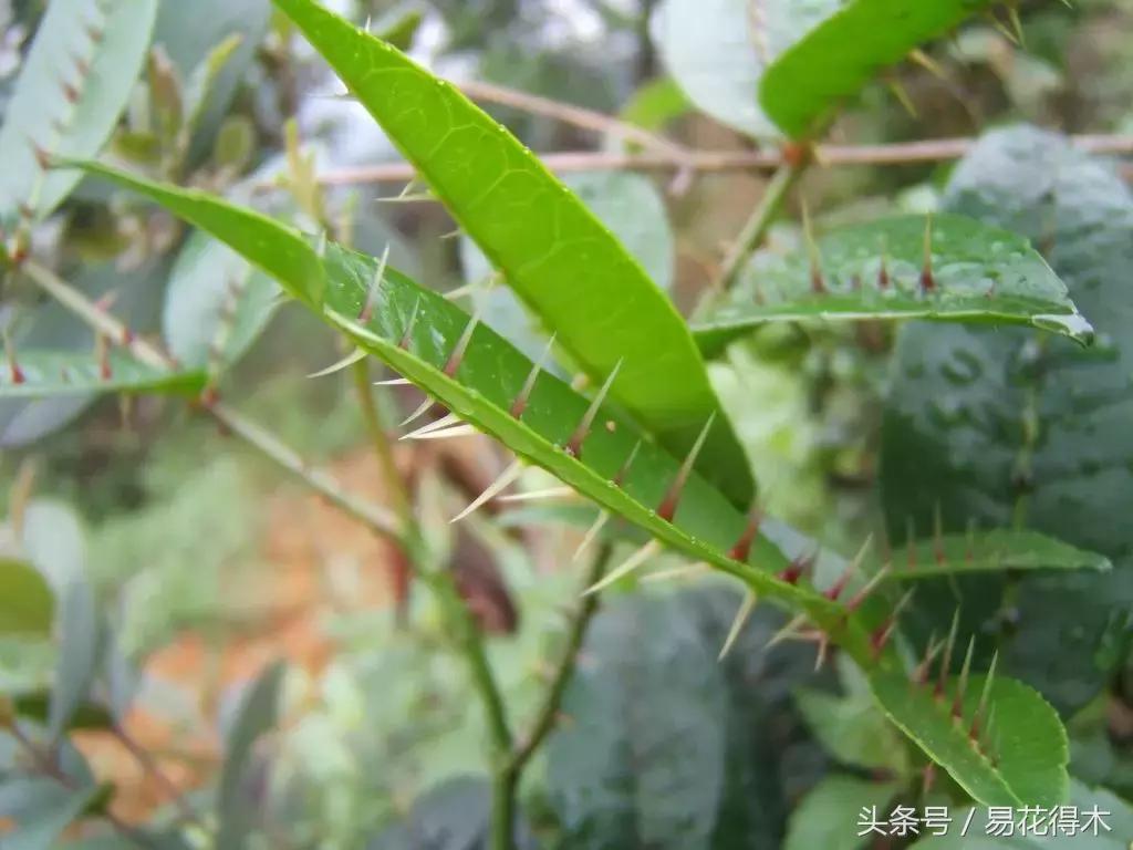 两面针精品盆景欣赏,最美两面针盆景