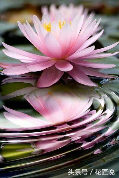 炎炎夏日来赏荷花,夏天听蝉鸣池边赏荷花