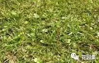 楼顶花园草坪种植方法全过程,花园草坪怎么种植