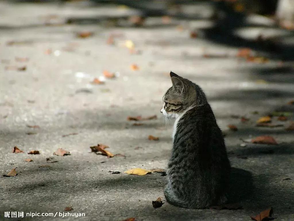 新手养猫需要注意这3点,新手养猫要注意的事项