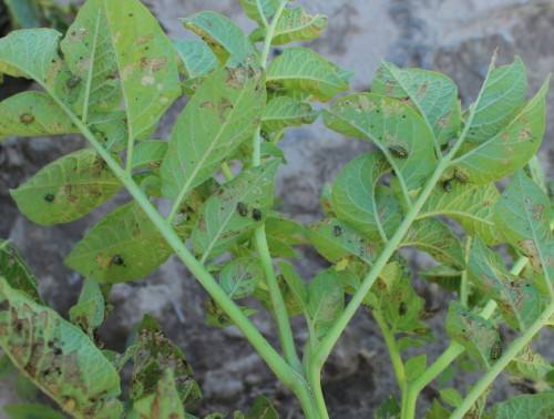 马铃薯害虫瓢虫,瓢虫里的害虫吃什么食物