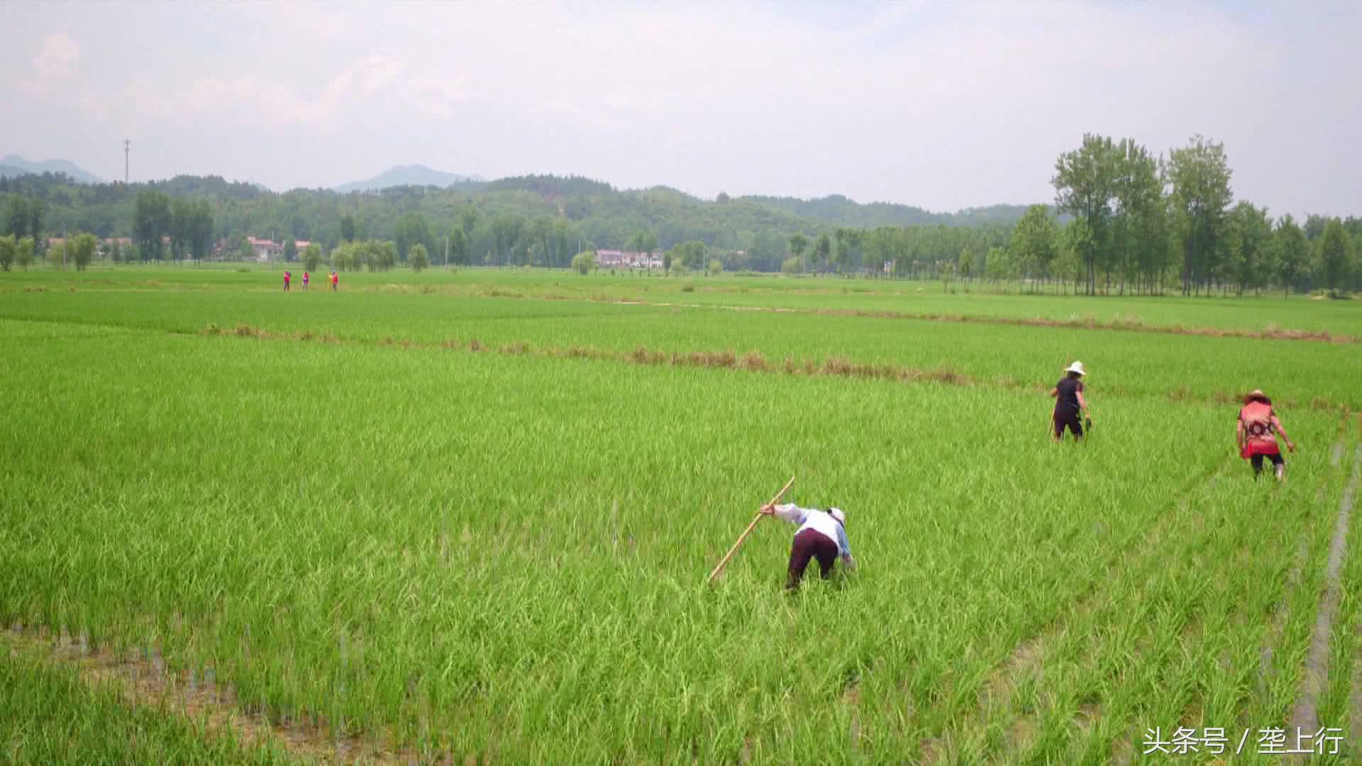 蜱虫叮咬发病有什么后果,蜱虫咬伤症状