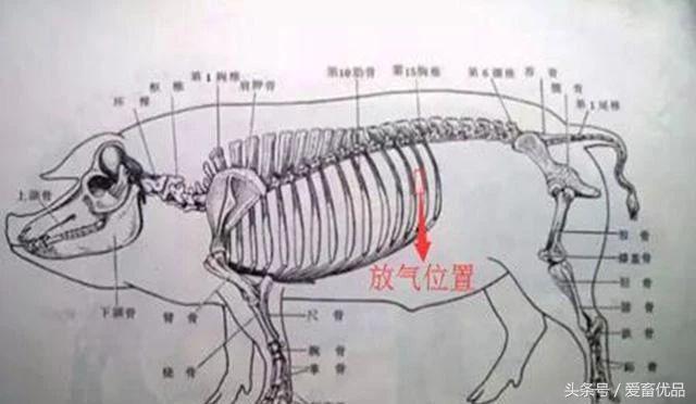猪的肚子胀气并喘气怎么回事,猪肚子胀气怎么治用什么药