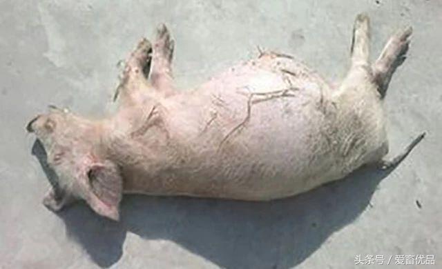 猪的肚子胀气并喘气怎么回事,猪肚子胀气怎么治用什么药