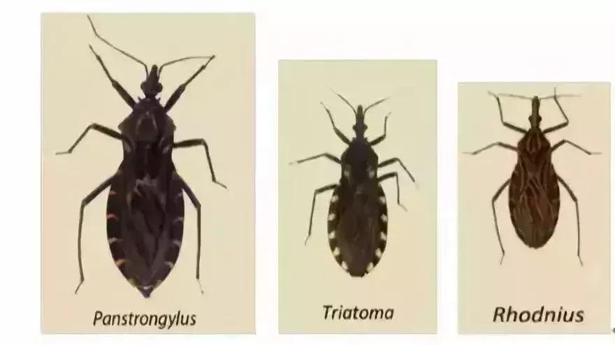 前方高能慎入丨这虫子被咬或染“新型艾滋病”,危险！