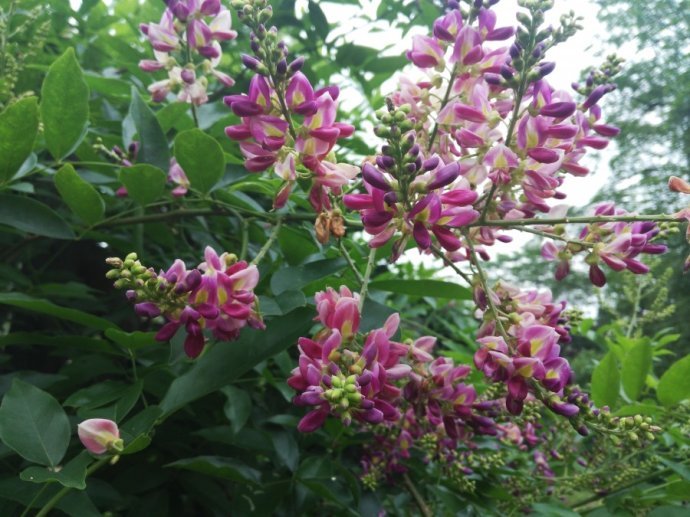 豆科鸡血藤属植物,鸡血藤是植物吗
